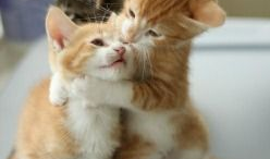 91p0k午夜猫咪直播,揭秘神秘网络直播背后的故事